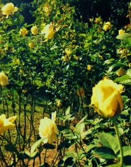 e0189225_11272341.jpg