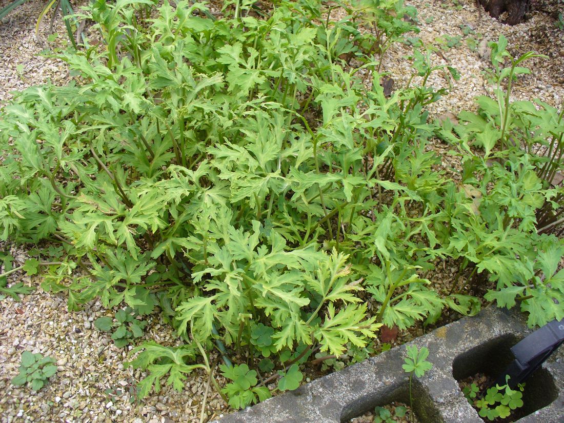 f0346527_2223319.jpg