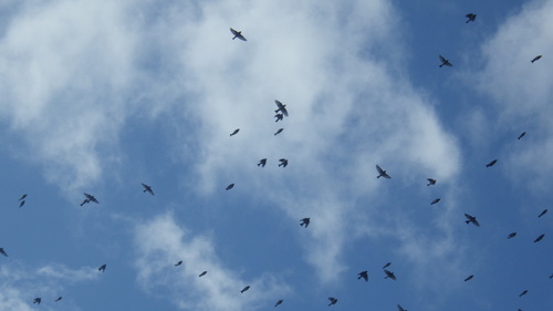 c0300035_1411363.jpg