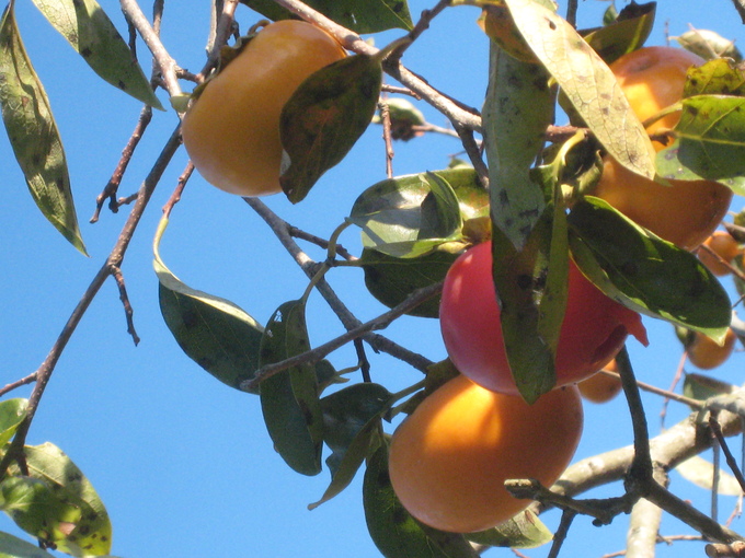 c0073152_22322999.jpg