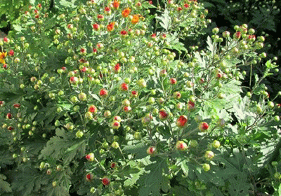 f0003174_11321623.gif