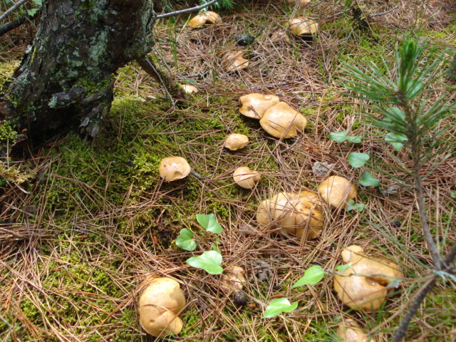 c0022275_10121685.jpg