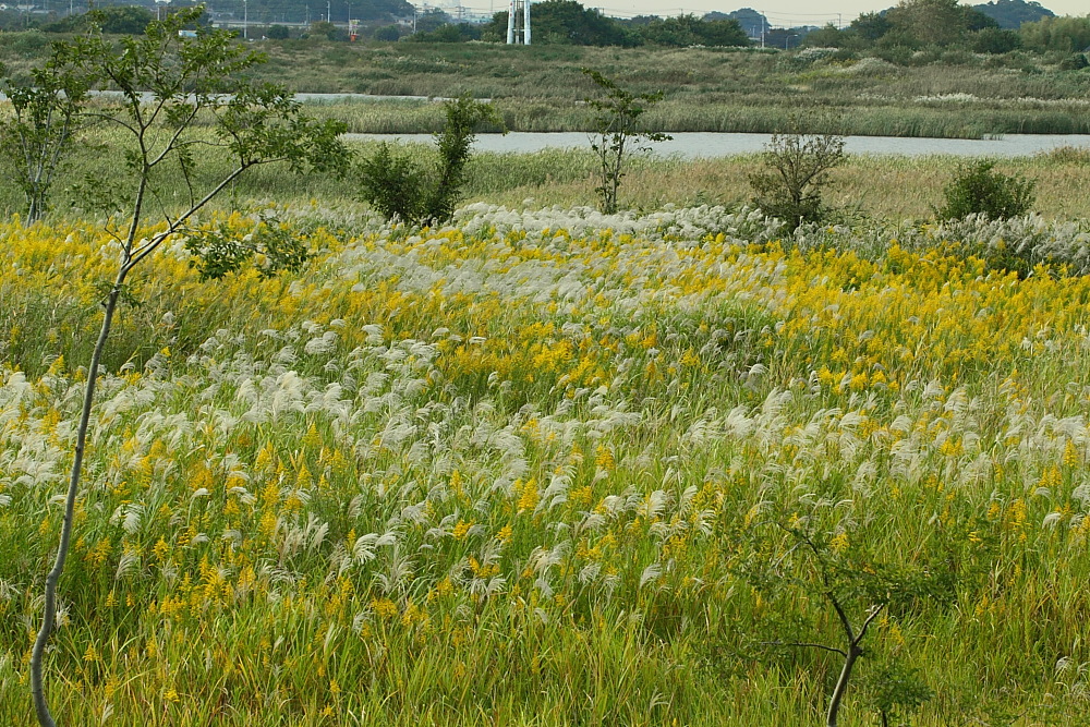 e0249878_20462793.jpg