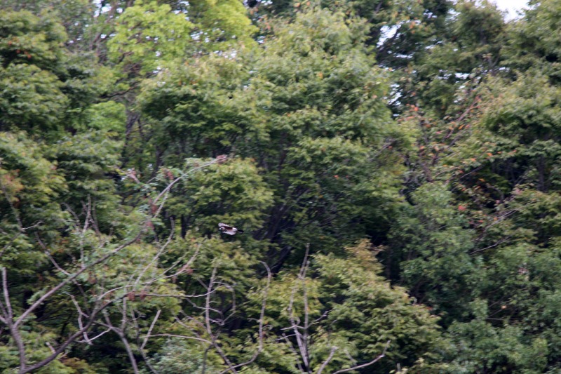 a0127090_13183839.jpg