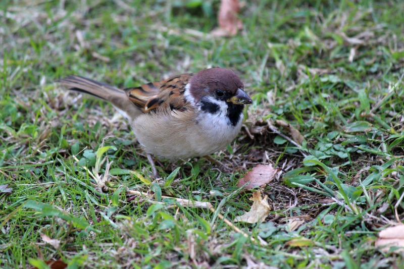 a0127090_1537440.jpg