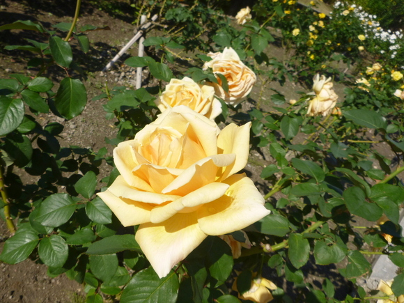d0170615_20295279.jpg