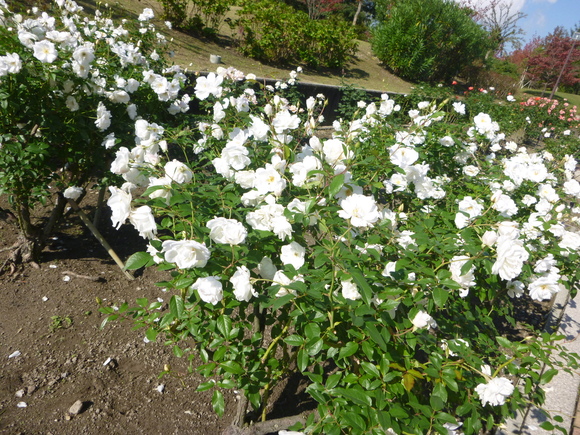 d0170615_20302469.jpg