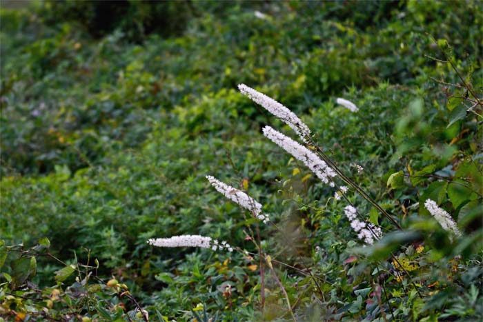 d0029829_2155214.jpg