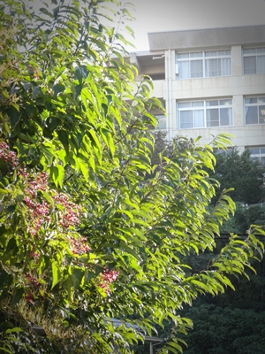 e0264374_12373328.jpg