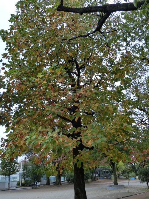 a0319693_856780.jpg