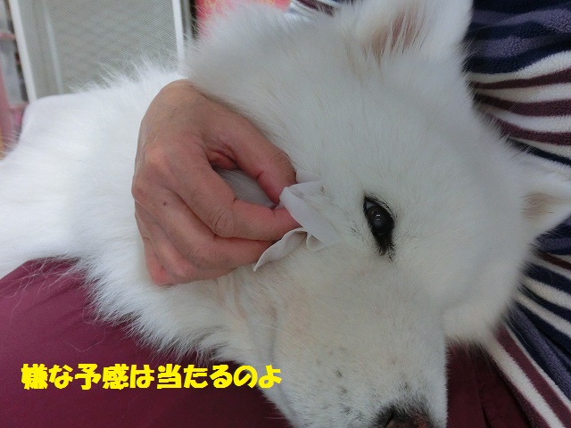 e0196135_10514892.jpg