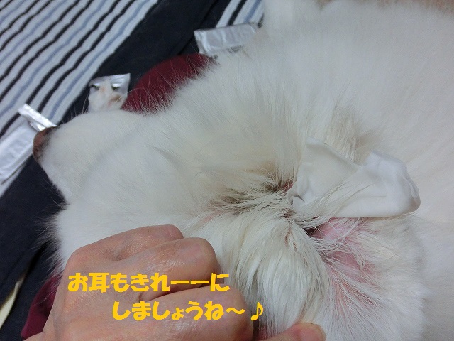 e0196135_10515684.jpg