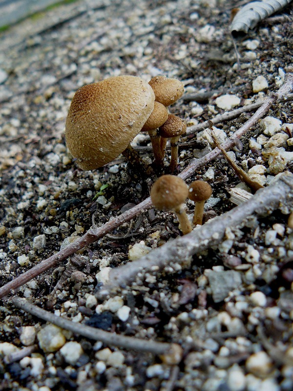 d0019074_92877.jpg