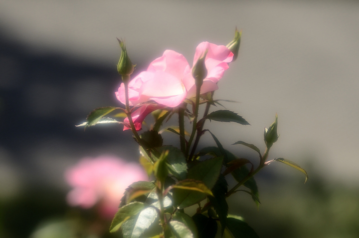 f0108478_11302960.jpg