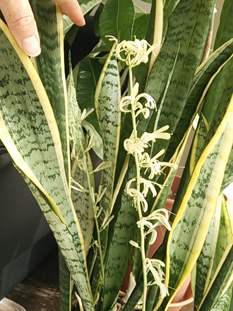 c0204188_14202517.jpg