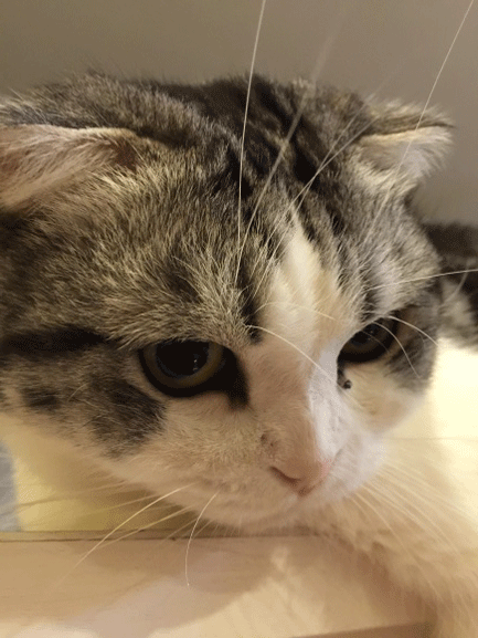 c0011300_1274743.gif