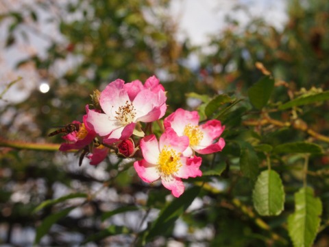 c0117007_22522764.jpg