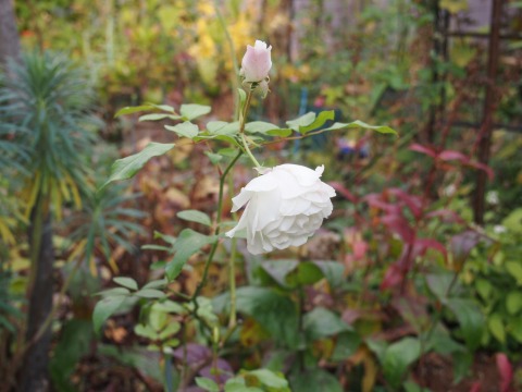 c0117007_2256373.jpg