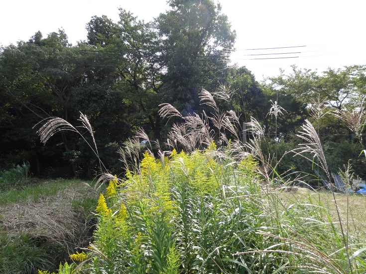 f0000521_06413516.jpg