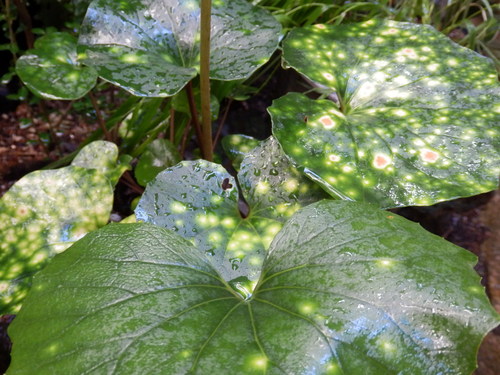 a0279738_12255592.jpg