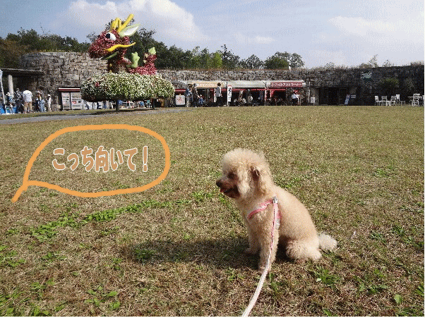 b0149340_2071116.gif