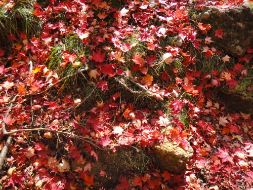 c0179351_849551.jpg