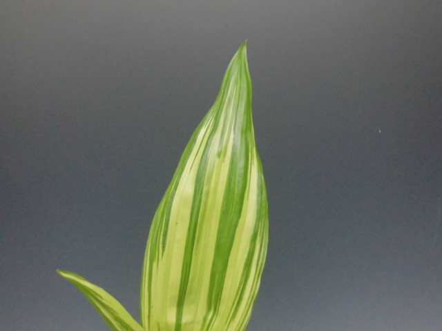 f0318967_21174579.jpg
