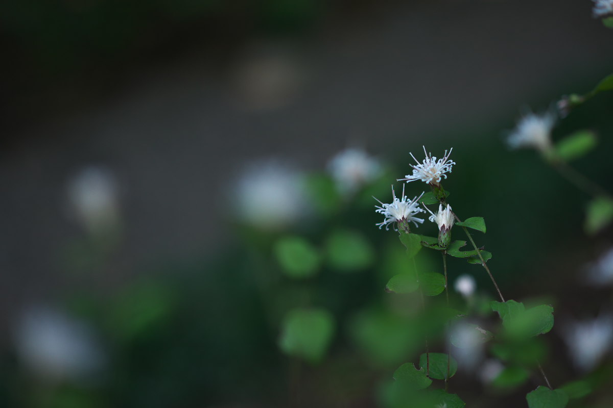 a0083081_8355761.jpg