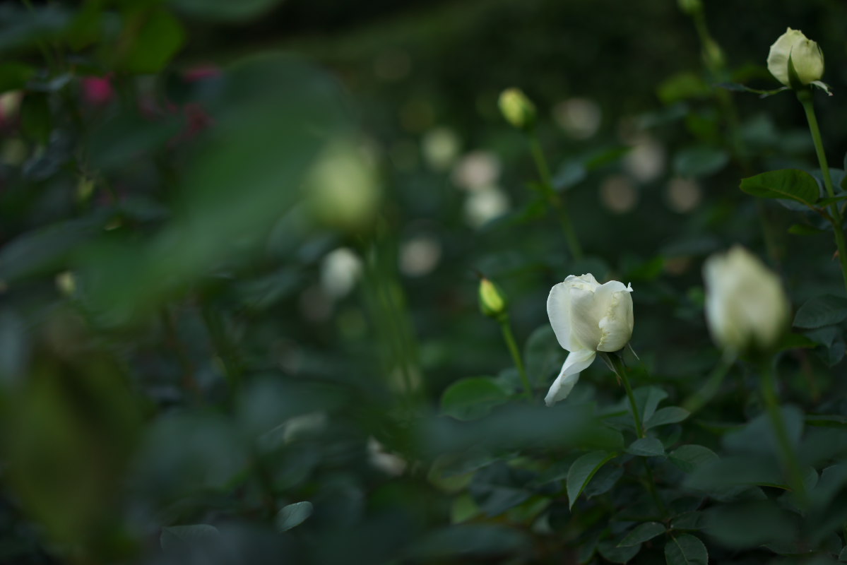 a0083081_8405931.jpg