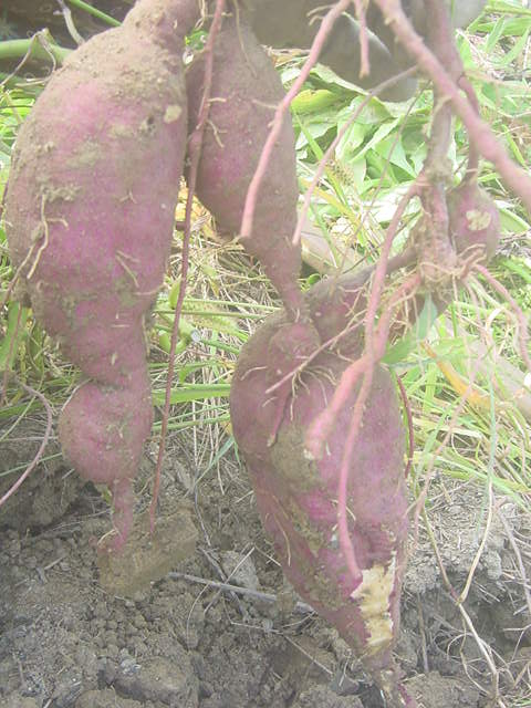 c0220185_20342358.jpg