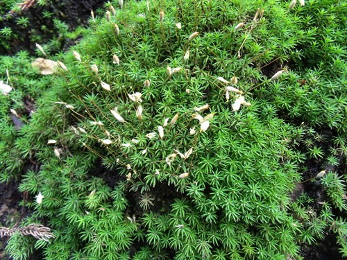 c0017802_2034459.jpg