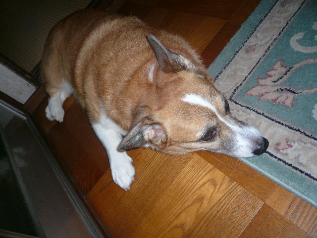 e0026017_11384466.jpg
