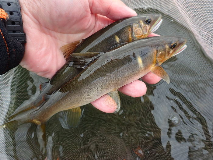 f0103126_2053770.jpg