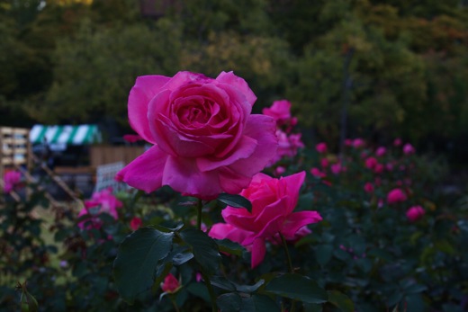 e0021328_0471642.jpg