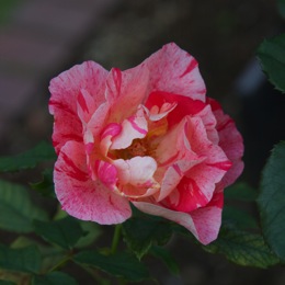 e0021328_12291952.jpg