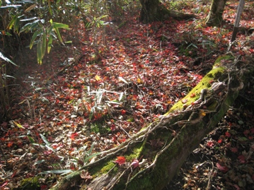 c0077338_6033100.jpg