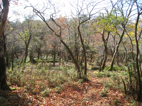 c0077338_612716.jpg
