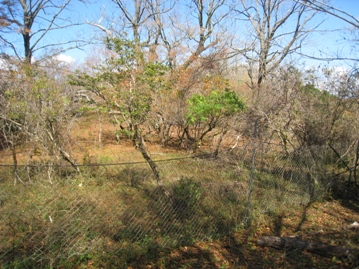 c0077338_635736.jpg