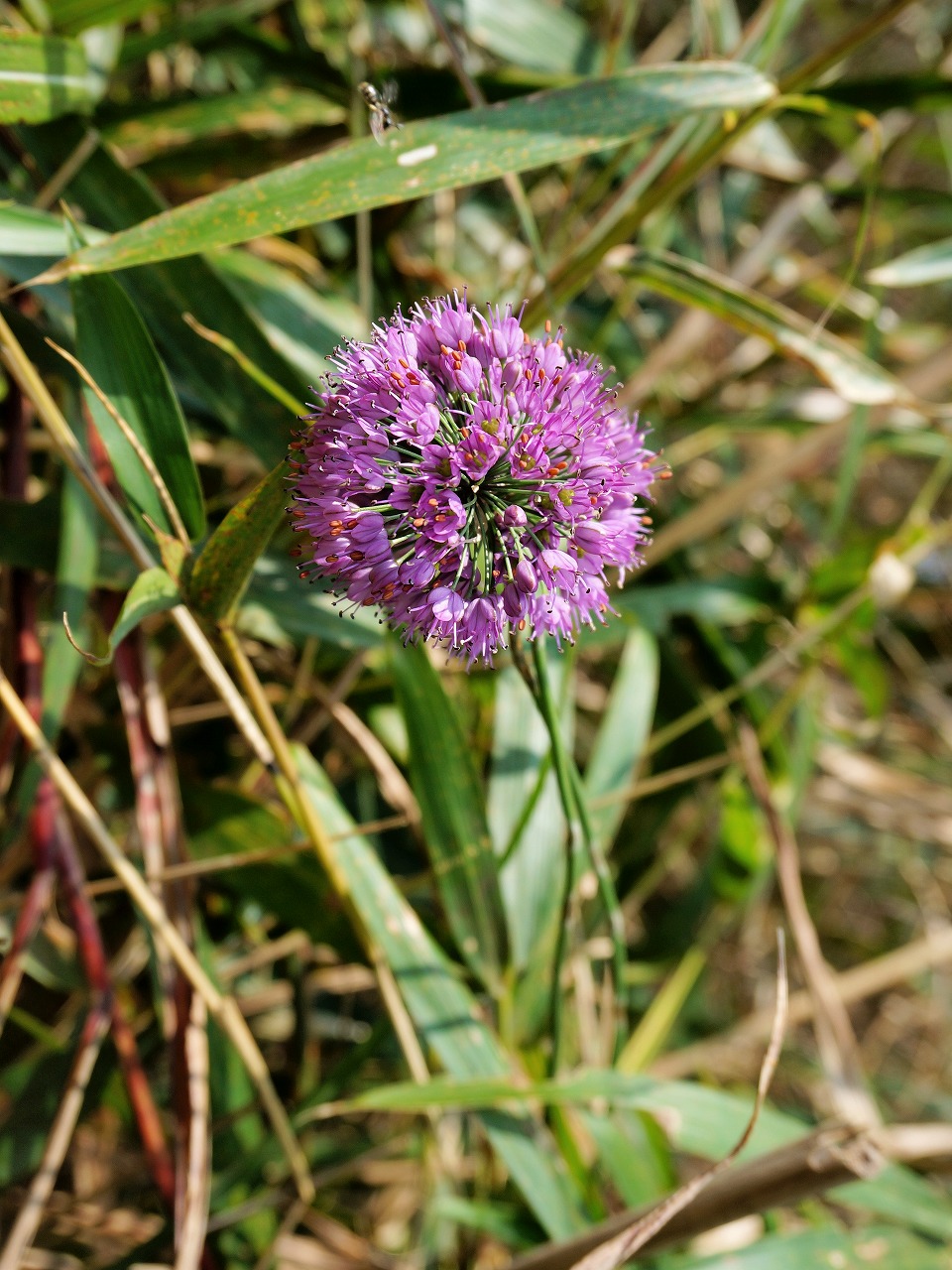 d0105063_747497.jpg