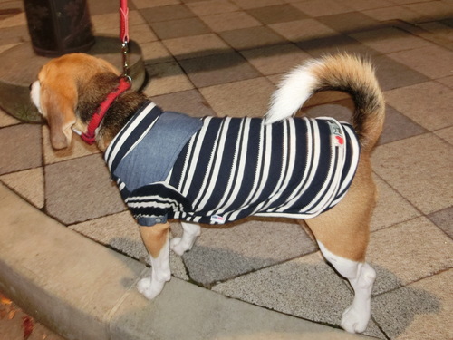 a0319693_9365626.jpg