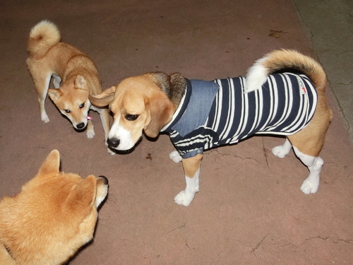 a0319693_939445.jpg