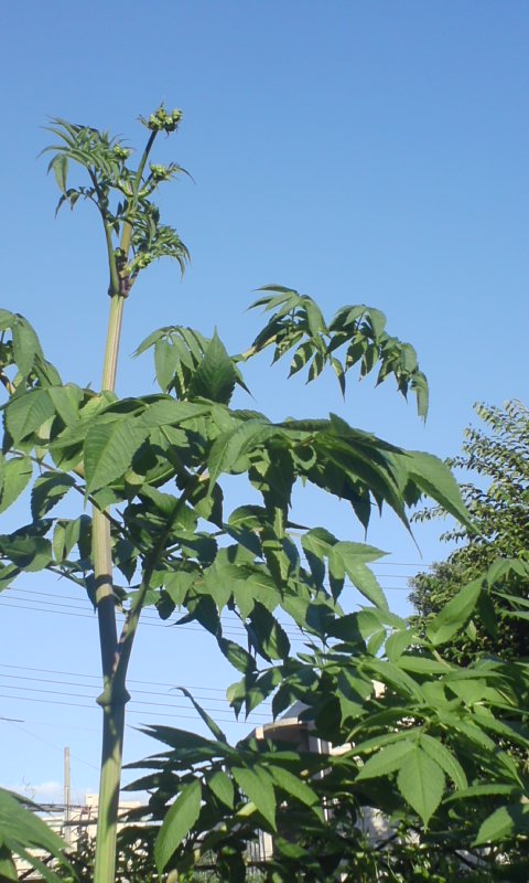 c0108693_7331430.jpg