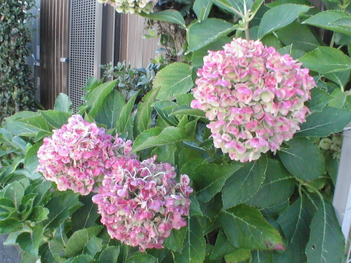 a0019212_10134467.jpg