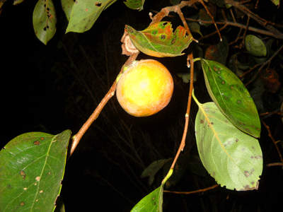 c0146127_1833506.gif