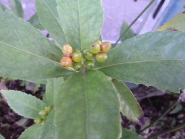 e0278968_23323801.jpg