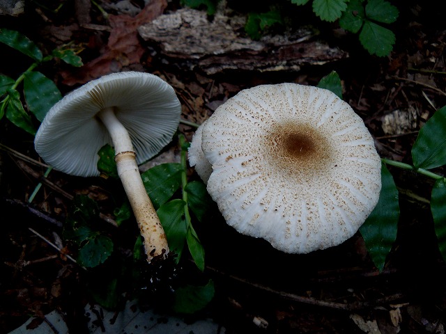 d0019074_9453444.jpg