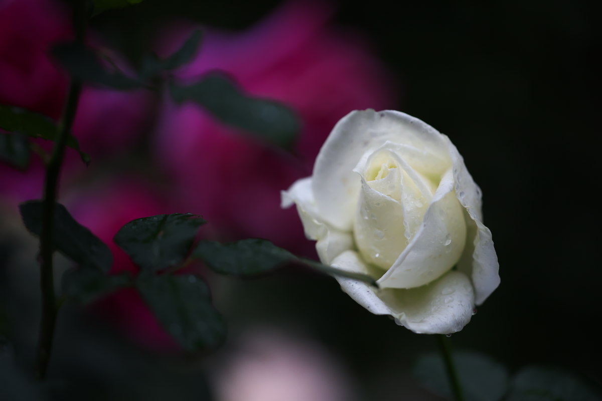 a0083081_724136.jpg