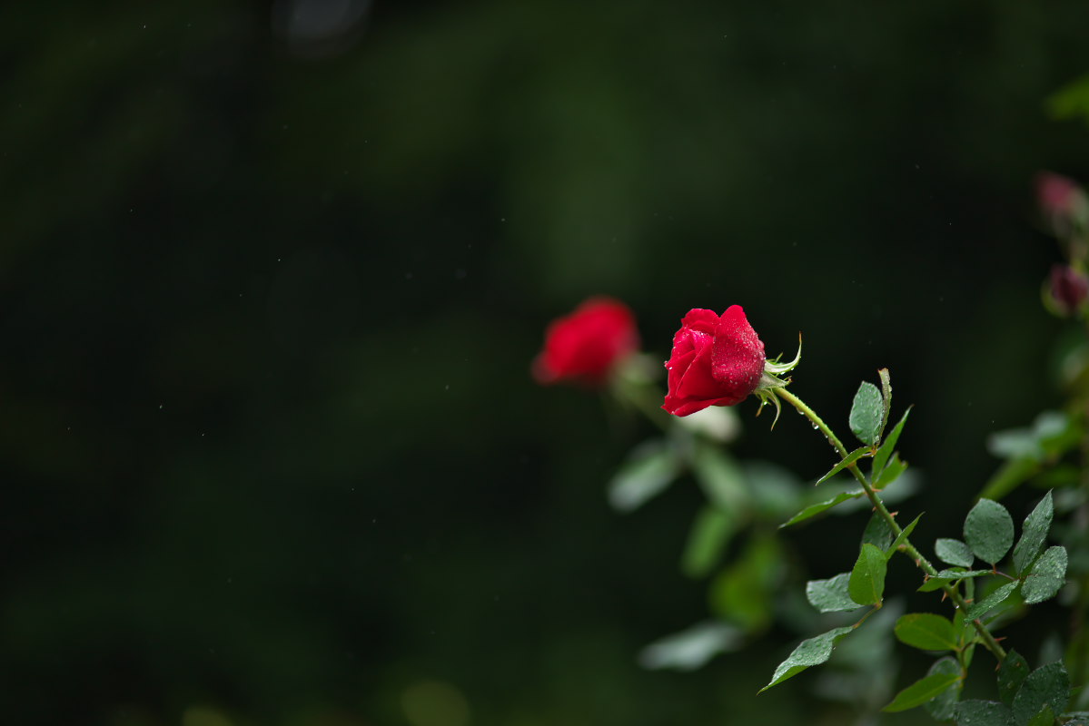a0083081_724413.jpg