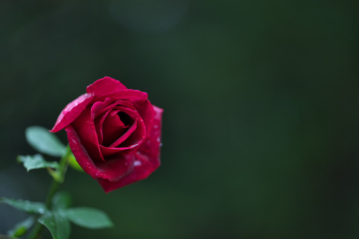 a0083081_724968.jpg