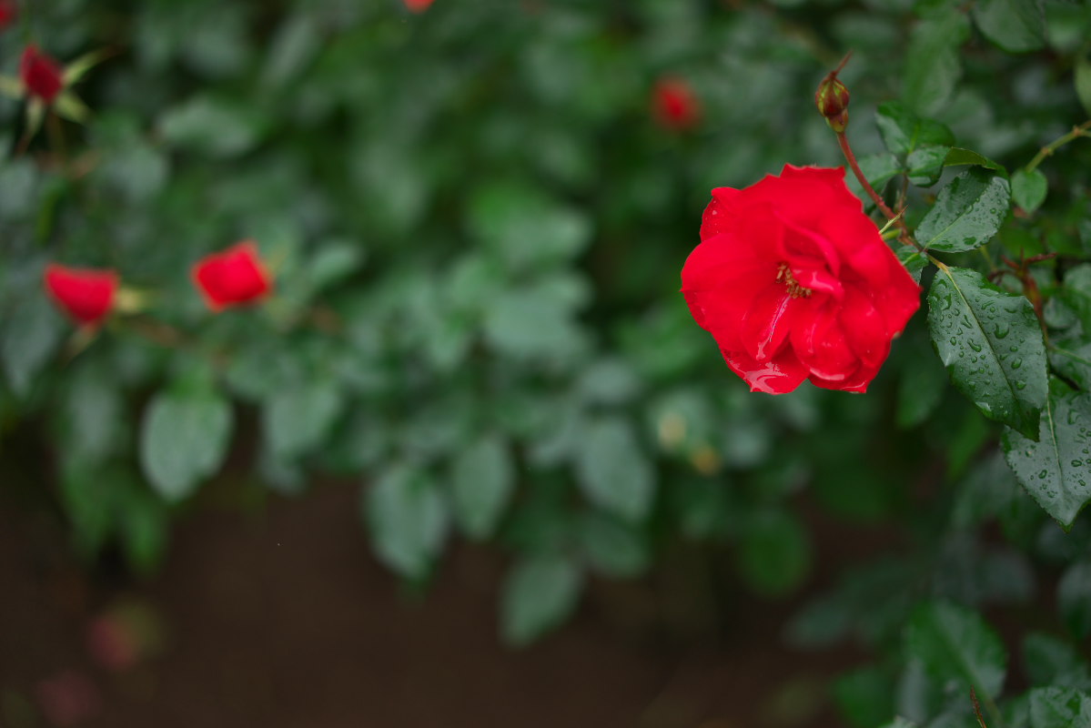 a0083081_7252969.jpg